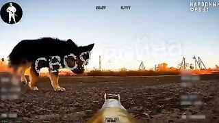 Situation In Ukraine a dog and a Russian FPV drone that was sitting in ambush.