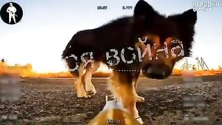 Situation In Ukraine a dog and a Russian FPV drone that was sitting in ambush.