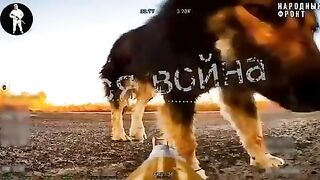 Situation In Ukraine a dog and a Russian FPV drone that was sitting in ambush.
