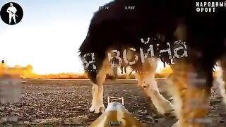 Situation In Ukraine a dog and a Russian FPV drone that was sitting in ambush.