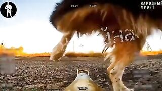 Situation In Ukraine a dog and a Russian FPV drone that was sitting in ambush.