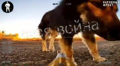 Situation In Ukraine a dog and a Russian FPV drone that was sitting in ambush.