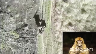 The Russians robbed their own wounded comrade and left him to die
