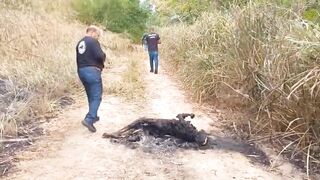 A charred body was found tied up on the side of BR-235