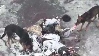 Military feed