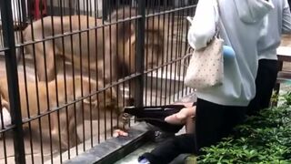 Girl Attacked by Lion In Shantou Zhongshan Park Zoo