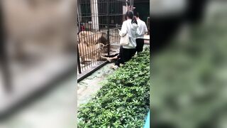Girl Attacked by Lion In Shantou Zhongshan Park Zoo