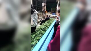 Girl Attacked by Lion In Shantou Zhongshan Park Zoo
