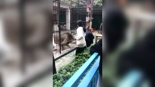 Girl Attacked by Lion In Shantou Zhongshan Park Zoo