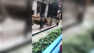 Girl Attacked by Lion In Shantou Zhongshan Park Zoo