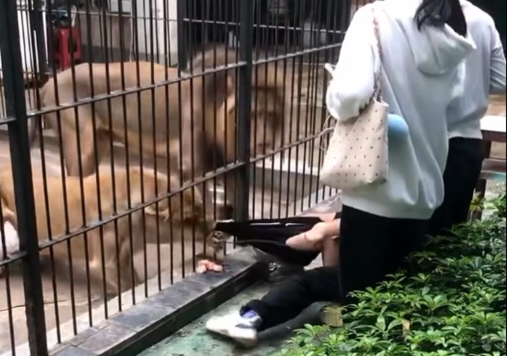 Girl Attacked by Lion In Shantou Zhongshan Park Zoo