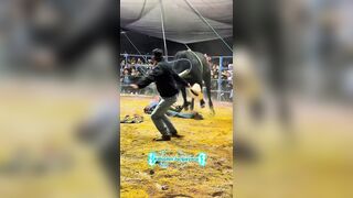 Bullrider Dies During Event In Mexico