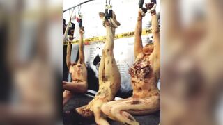 gore compilation