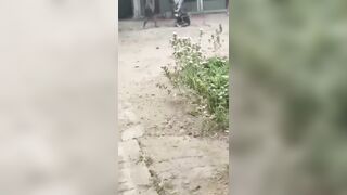 Motorcycle Thief Attacked With Rock, Dragged To The Police Station