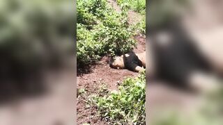 CJNG Sicarios Finish Off Member Of Mayo-Zetas After Battle In Sinaloa
