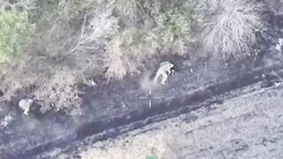 Ukrainian assault ambushed.