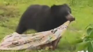Two Killed Following Bear Attack In India
