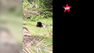 Two Killed Following Bear Attack In India