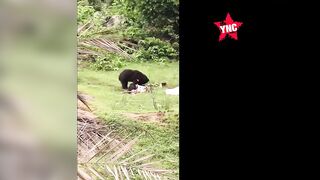 Two Killed Following Bear Attack In India