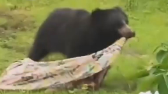 Two Killed Following Bear Attack In India