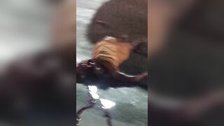 Closed Casked Case: Brazilian Woman`s Head Destroyed By The Bus