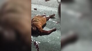Closed Casked Case: Brazilian Woman`s Head Destroyed By The Bus