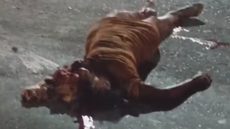 Closed Casked Case: Brazilian Woman`s Head Destroyed By The Bus