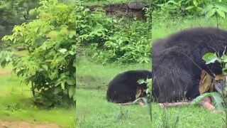 (REPOST)Bear attacks and kills 2