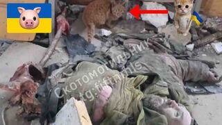 Orange kitten ate half Ukrainian.
