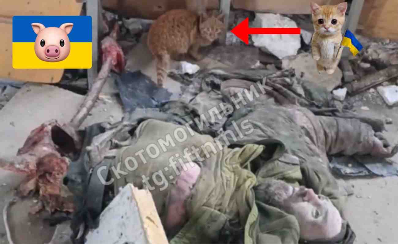 Orange kitten ate half Ukrainian.