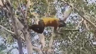 Intoxicated Man Seriously Injured Atfer Jumping From The Tree Head First