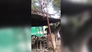Intoxicated Man Seriously Injured Atfer Jumping From The Tree Head First