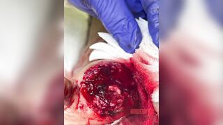 gore compilation