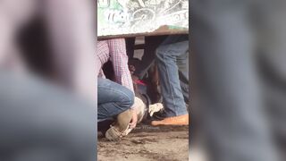 They Should Let The Bull Finish Him Off