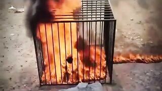 Jordan Pilot Burned Alive by ISIS