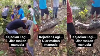 A woman was eaten by a 7-meter-long python.