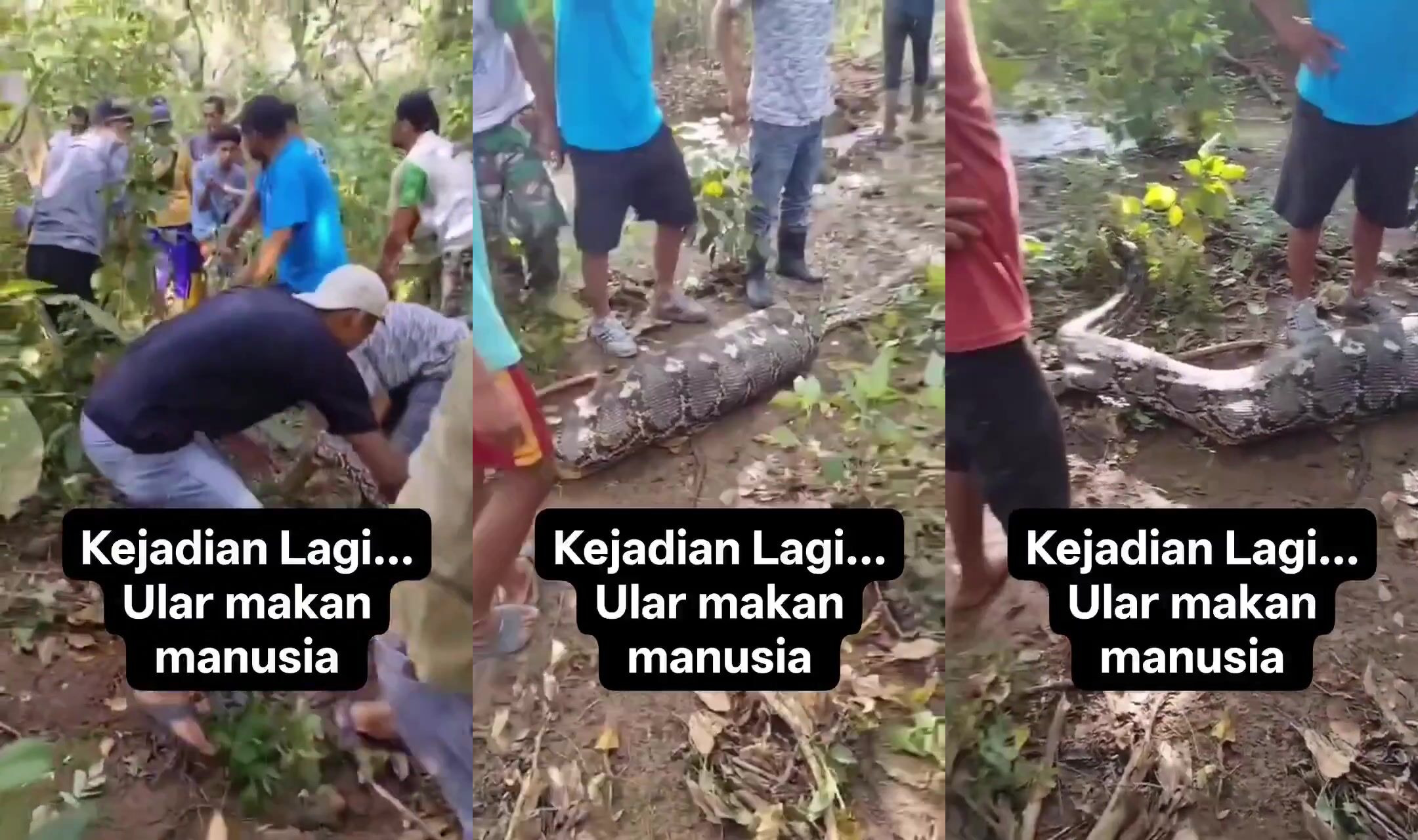 A woman was eaten by a 7-meter-long python.