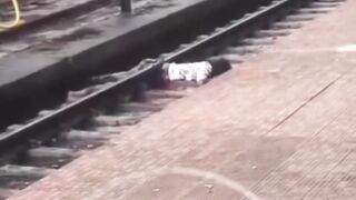 What do trains mean in this country?