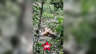 Komodo Dragon Caught On Cam Eating Human Body