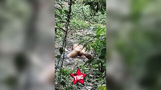 Komodo Dragon Caught On Cam Eating Human Body
