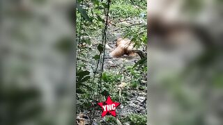 Komodo Dragon Caught On Cam Eating Human Body