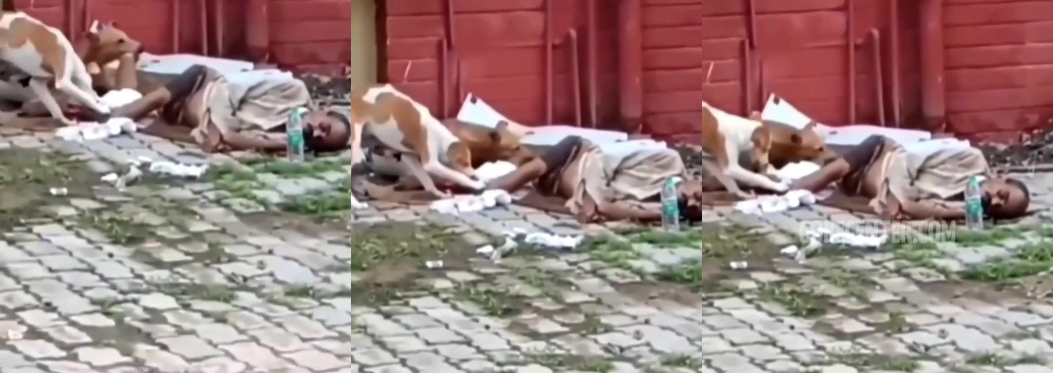 TWO DOGS EATS LEGS MAN (Watch full if you can)
