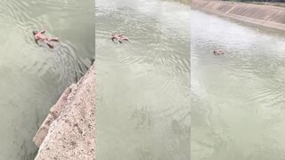 Olympic swimming champion