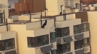 Man Leaps from High-Rise, Misses Inflatable Rescue Cushion