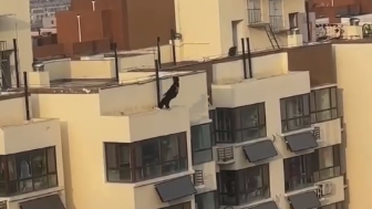 Man Leaps from High-Rise, Misses Inflatable Rescue Cushion