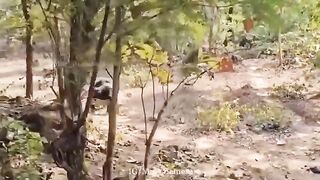 Man Was Attacked By Bear In India ( Classic Video)