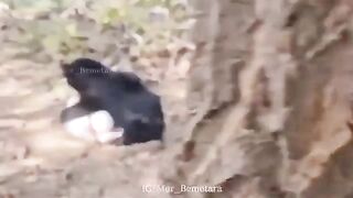 Man Was Attacked By Bear In India ( Classic Video)