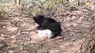 Man Was Attacked By Bear In India ( Classic Video)