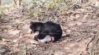 Man Was Attacked By Bear In India ( Classic Video)