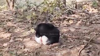 Man Was Attacked By Bear In India ( Classic Video)